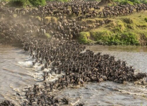 6 Wildebeest Migration Safari, River Crossing