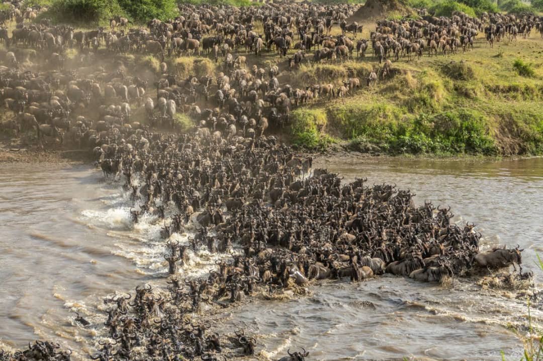 6 Wildebeest Migration Safari, River Crossing