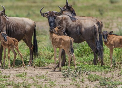 Great Wildebeest Calving Migration Safari: 6-Day Adventure in Tanzania