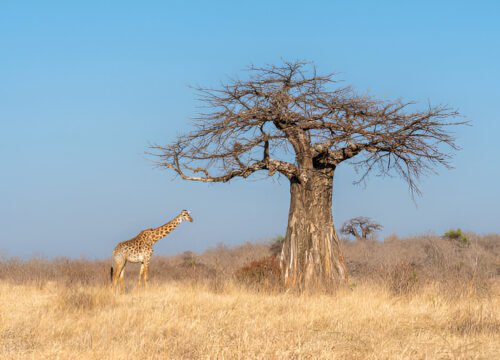 Explore Tanzania: 10-Day Lodge Safari Through Selous, Mikumi, and Ruaha National Parks