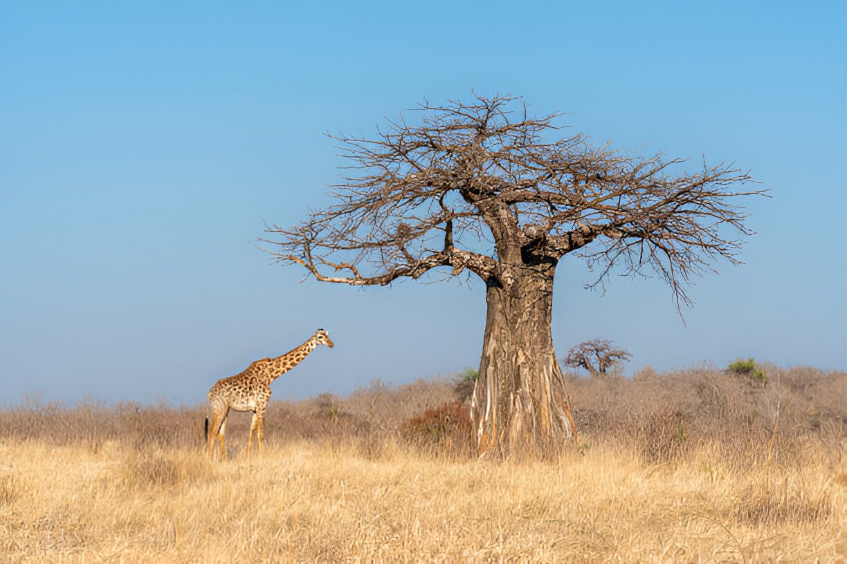 Explore Tanzania: 10-Day Lodge Safari Through Selous, Mikumi, and Ruaha National Parks