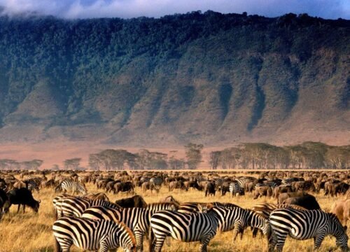 3-Day Tanzania Safari Adventure: Tarangire National Park, Ngorongoro Crater & Lake Eyasi