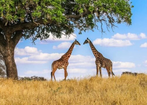 Ultimate Wildlife Adventure: 5-Day Safari in Tarangire, Ngorongoro, and Beyond