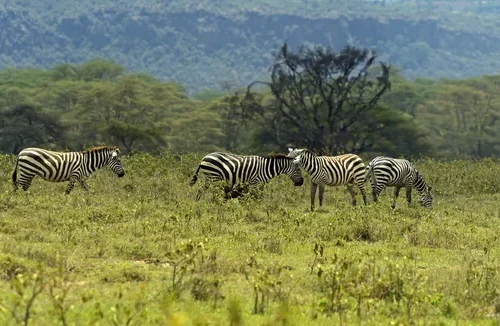 2-Day Safari: Explore Ngorongoro Crater & Arusha National Park